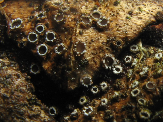 kruhospórka Naemacyclus fimbriatus (Schwein.) DiCosmo, Peredo & Minter
