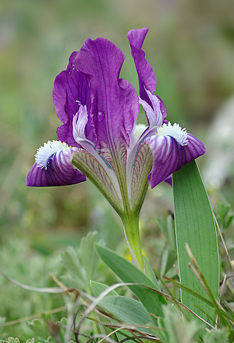 kosatec nízký Iris pumila L.