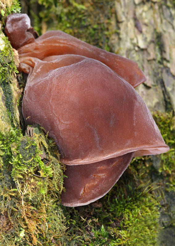 uchovec bazový Auricularia auricula-judae (Bull.) Quél.