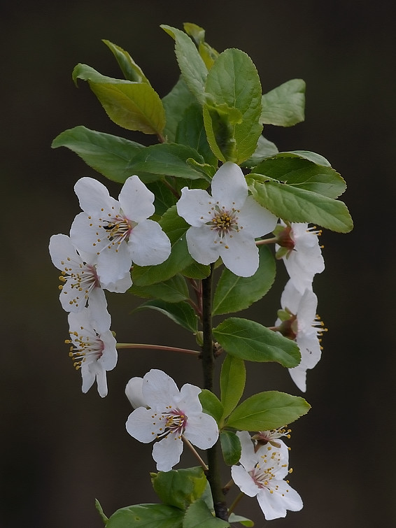 trnka obyčajná  Prunus spinosa L.