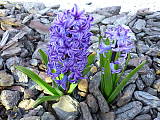voňavý hyacint