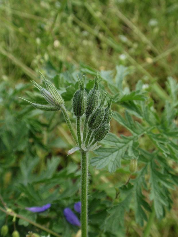 bocianik stepný Erodium ciconium (L.) L