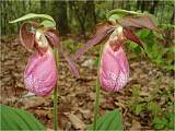 ruzova papuckovita orchidea "pink lady slipper" volne rastuca v lesoch vo virginii
