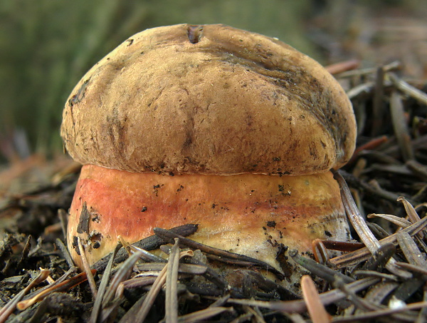 hríb zrnitohlúbikový Sutorius luridiformis (Rostk.) G. Wu & Zhu L. Yang