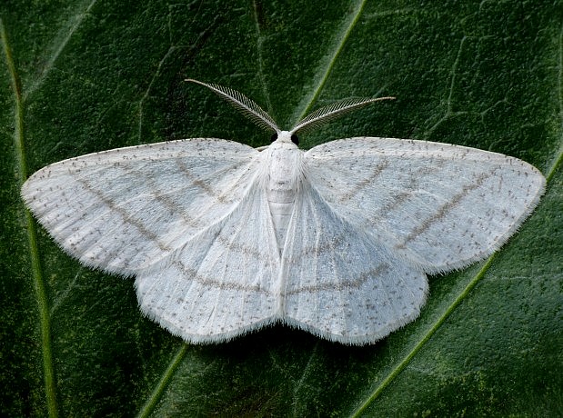 listnatka biela Cabera pusaria Linnaeus, 1758