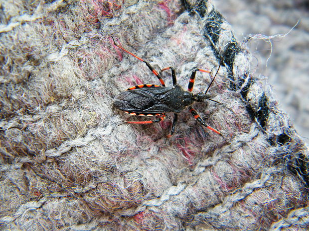 zákernica Rhynocoris annulatus