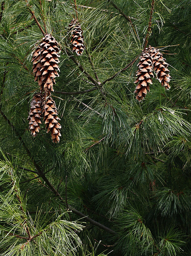 borovica himalájska Pinus wallichiana