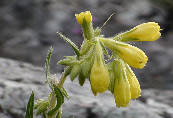rumenica turnianská Onosma viridis (Borbás) Jávorka