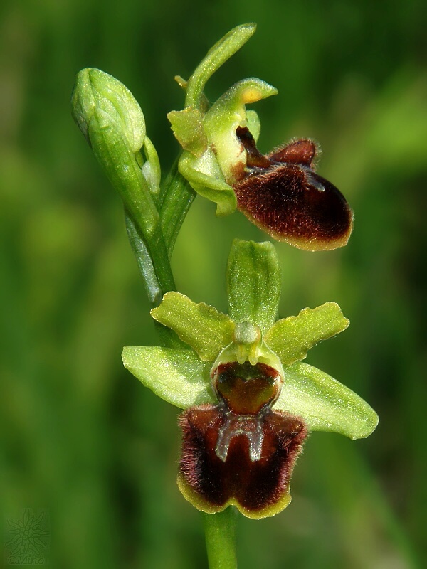 hmyzovník pavúkovitý Ophrys sphegodes Mill.