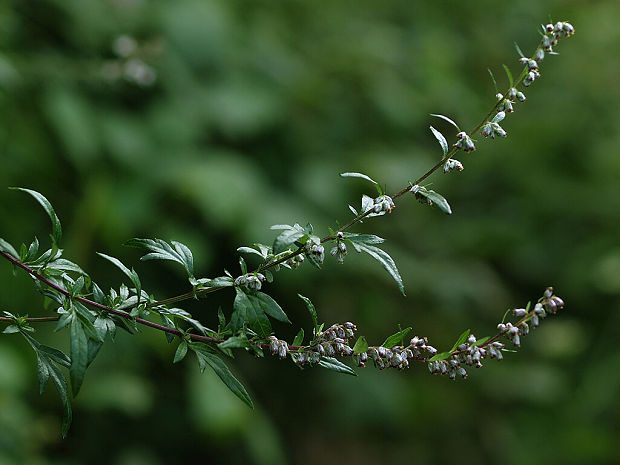 palina obyčajná Artemisia vulgaris L.