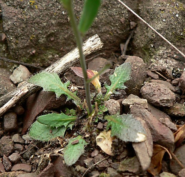 žerušničník srstnatý Cardaminopsis petraea (L.) Hiitonen