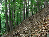 biotop hríba dubového 