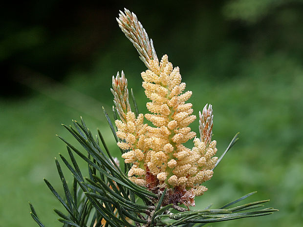 borovica lesná - sosna Pinus sylvestris L.