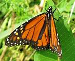 monarcha