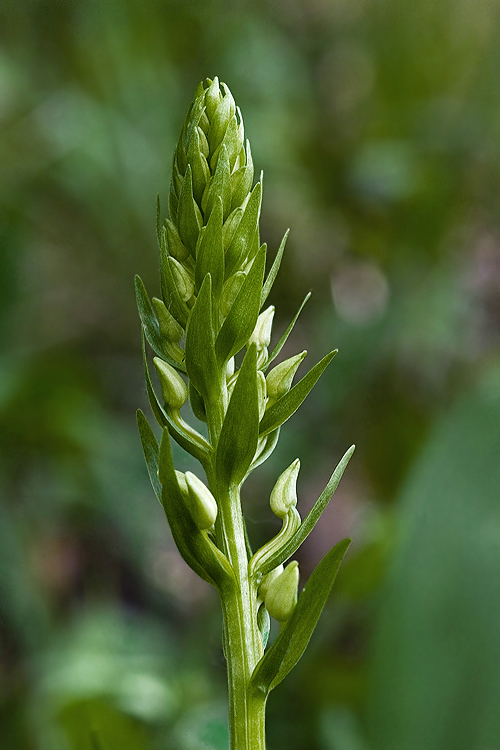 vemenník Platanthera sp. (Custer) Reinchenb.