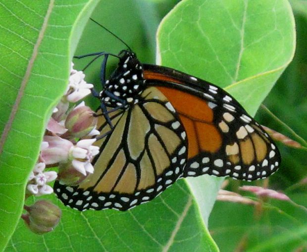 monarcha Danaus plexippus