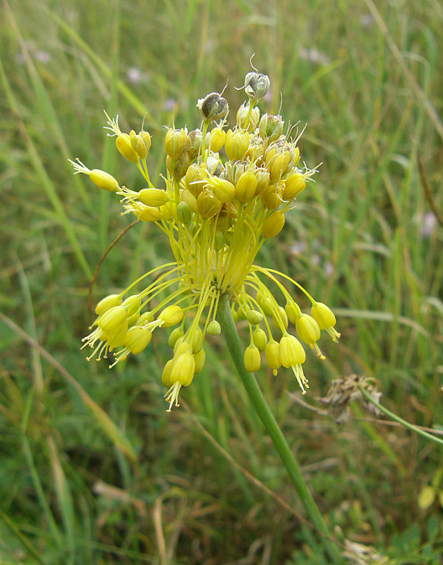cesnak žltý / česnek žlutý Allium flavum L.