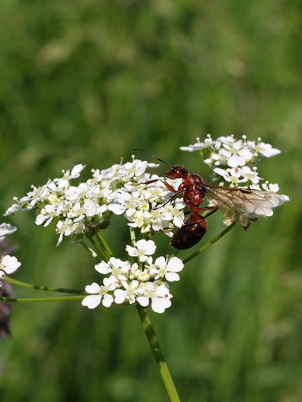 mravec lesný samček Formica rufa