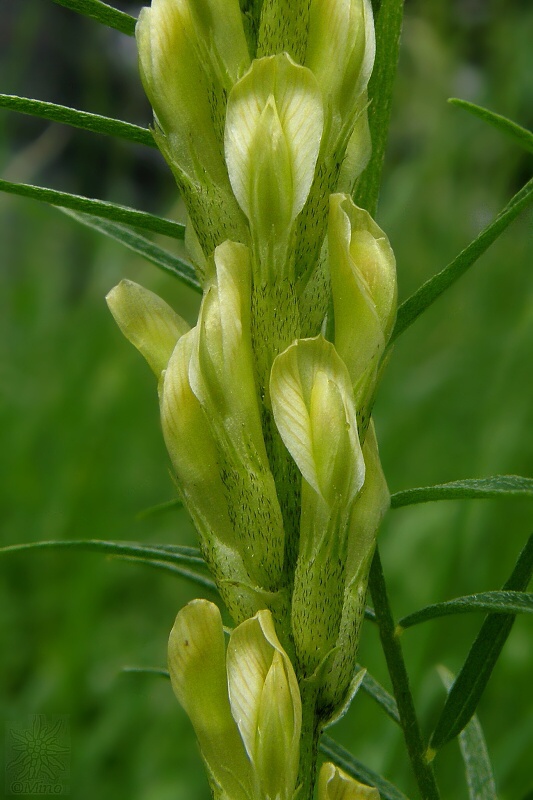 kozinec drsný Astragalus asper Wulfen ex Jacq.