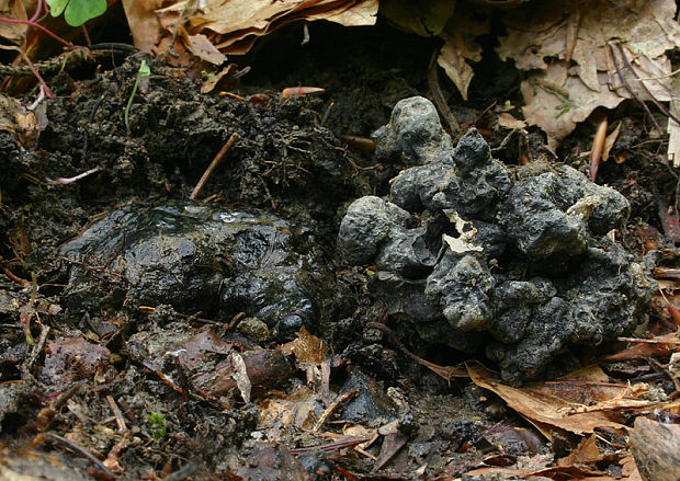 trúdnik klobúčkatý - sklerócium Polyporus umbellatus (Pers.) Fr.