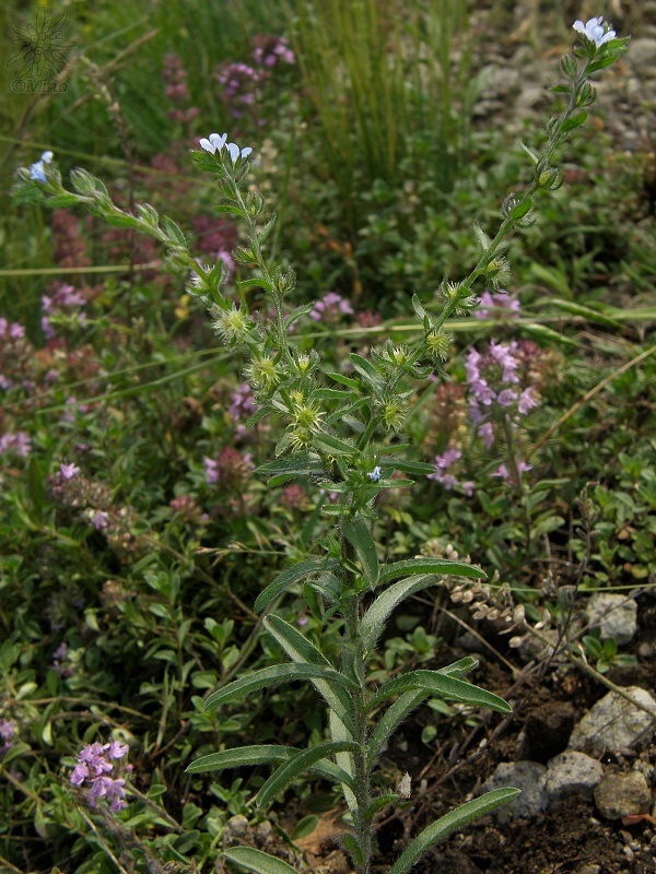 lopúšik rôznoostnitý rôznoplodý Lappula heteracantha subsp. heterocarpa (Klokov et Artemczuk) Holub