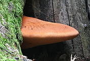 pečeňovec dubový