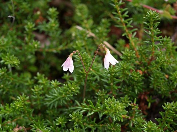 linnéovka severná Linnaea borealis L.