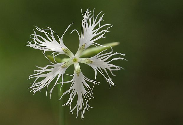 klinček pyšný pravý Dianthus superbus subsp. superbus