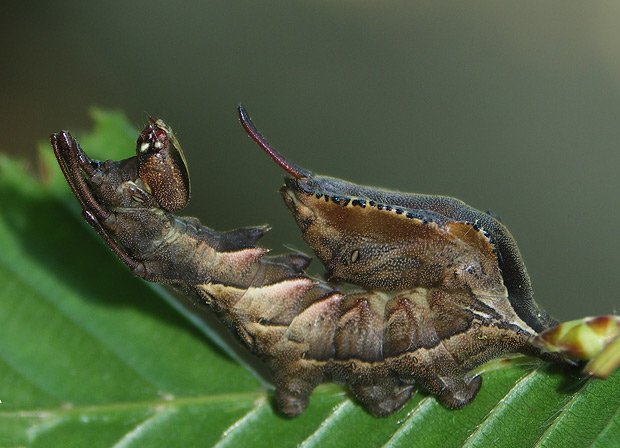 hranostajník bukový Stauropus fagi