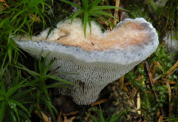 jelenkovka modrastá Hydnellum caeruleum (Hornem.) P. Karst.