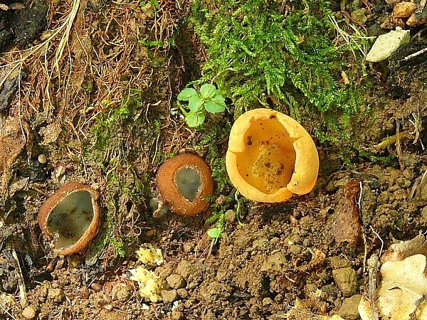 humária polguľovitá a čiaška buková Humaria hemisphaerica, Peziza arvernensis