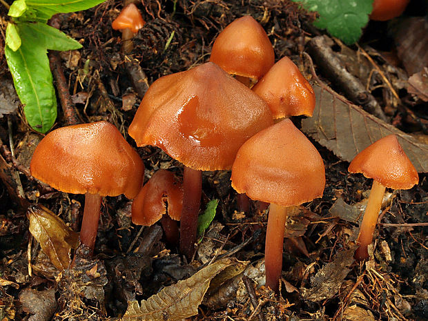 koreňovica matná Phaeocollybia jennyae (P. Karst.) Romagn.