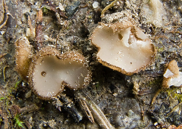 trichoféa belavá Trichophaea albospadicea (Grev.) Boud.