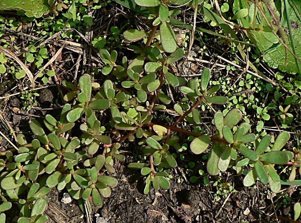 portulaka zeleninová - šrucha zelná Portulaca oleracea L.