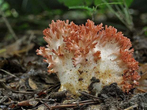 strapačka koralovitá Ramaria botrytis (Pers.) Ricken