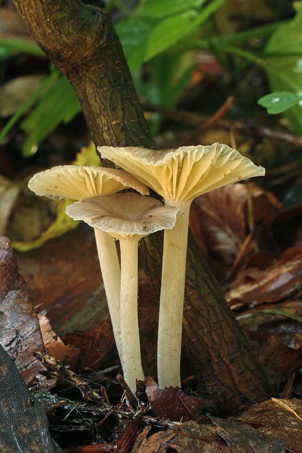 kalichovka žlutolupenná Gerronema strombodes (Berk. & Mont.) Singer
