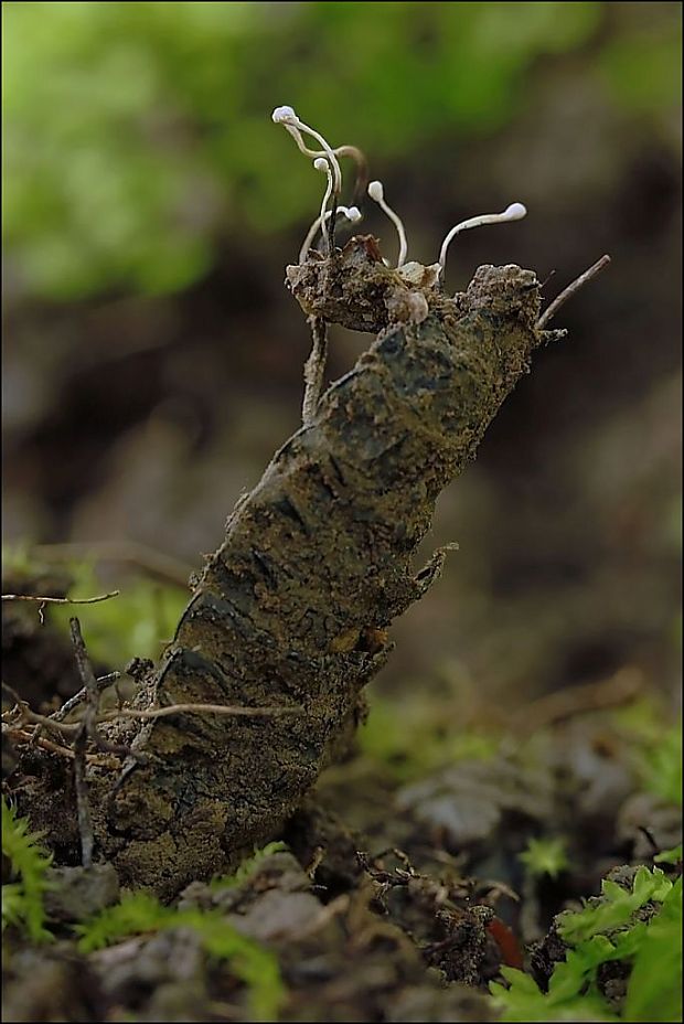 žezlovka bystrušková - anamorfa Ophiocordyceps entomorrhiza (Dicks.) G.H. Sung, J.M. Sung, Hywel-Jones & Spatafora
