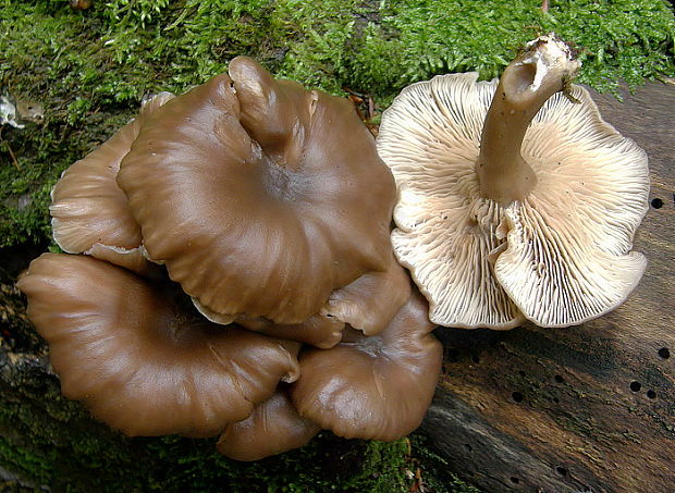 kalichovka drevná / Kalichovka leptoniová Arrhenia epichysium (Pers.) Redhead, Lutzoni, Moncalvo & Vilgalys