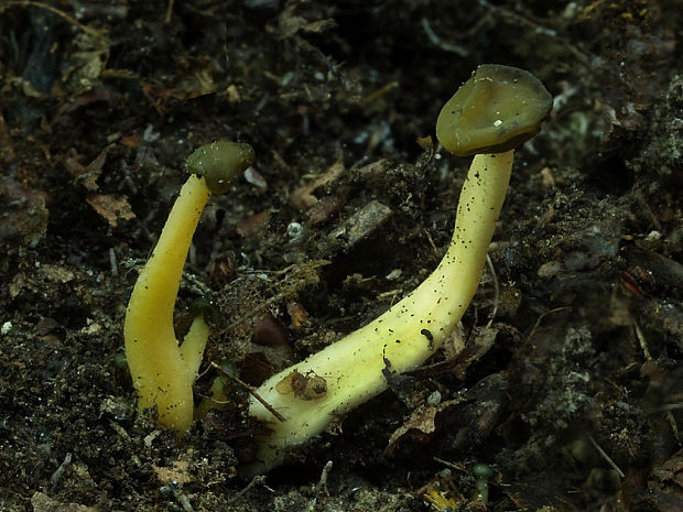 klincovka sivoolivová Coryne atrovirens (Pers.) Sacc. 1889