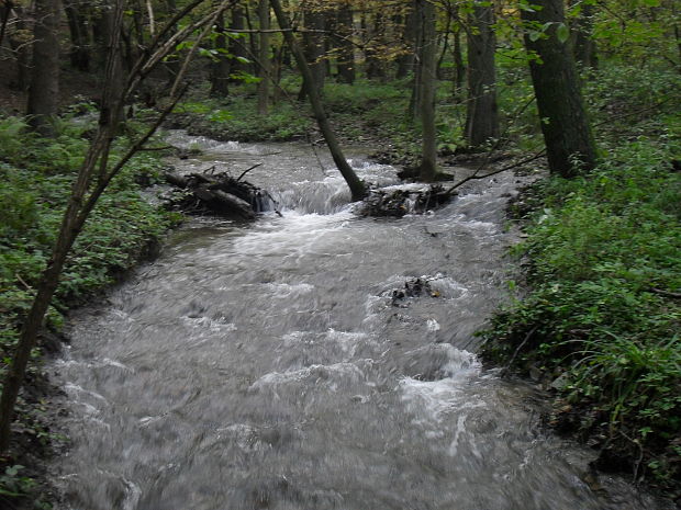 krása potoka v Limbachu