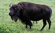 bizón americký