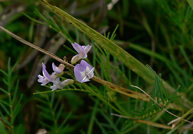 kozinec rakúsky Astragalus austriacus Jacq.