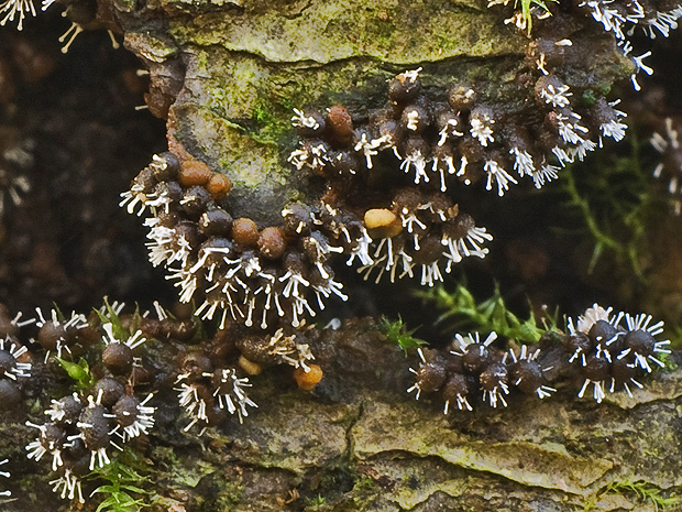 parazitická houba na slizovce Trichia varia (Polycephalomyces tomentosus (Schrad.) Seifert 1985)