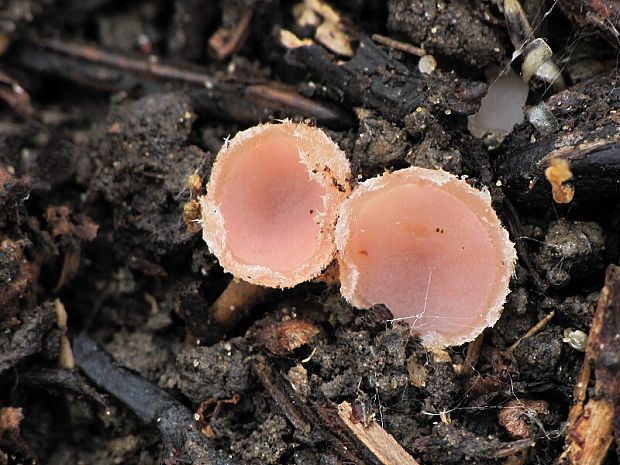 ružovka vretenovitovýtrusná   Rhodoscypha ovilla (Peck) Dissing & Sivertsen