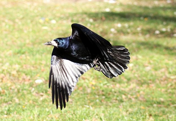 havran poľný Corvus frugilegus L.