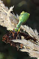 modlivka zelená vs Babôčka zubatokrídla