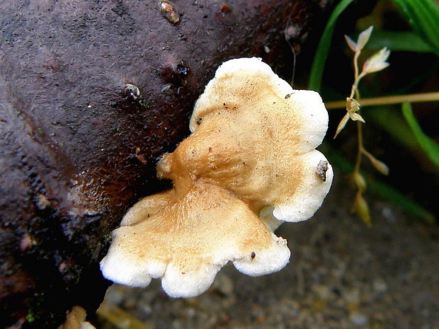 mäkkúšik kučeravý Plicaturopsis crispa (Pers.) D.A. Reid