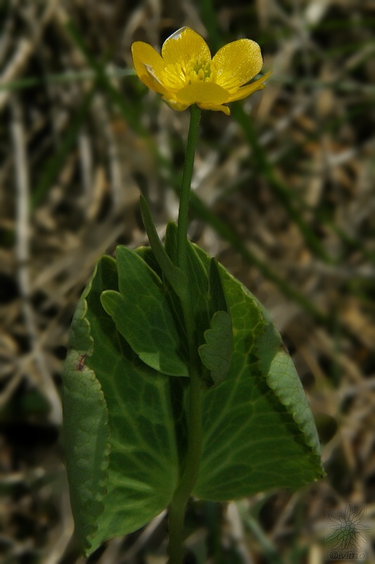 iskerník obličkolistý Ranunculus thora L.