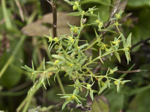mliečnik drobný Euphorbia exigua  L.
