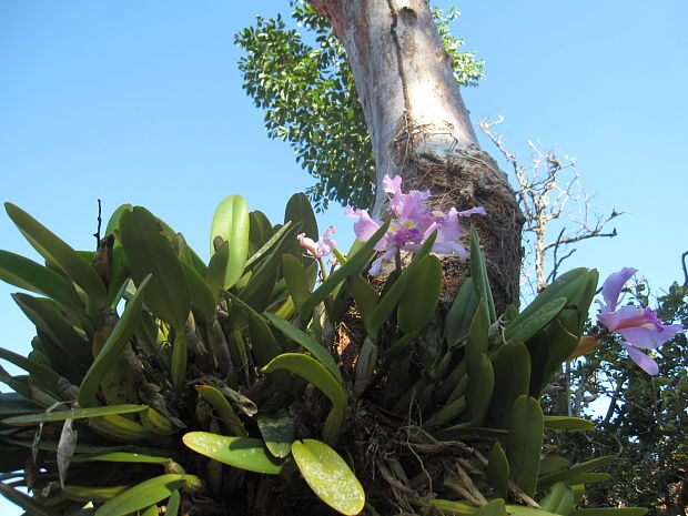orchidea naockovana do kmena stromu
